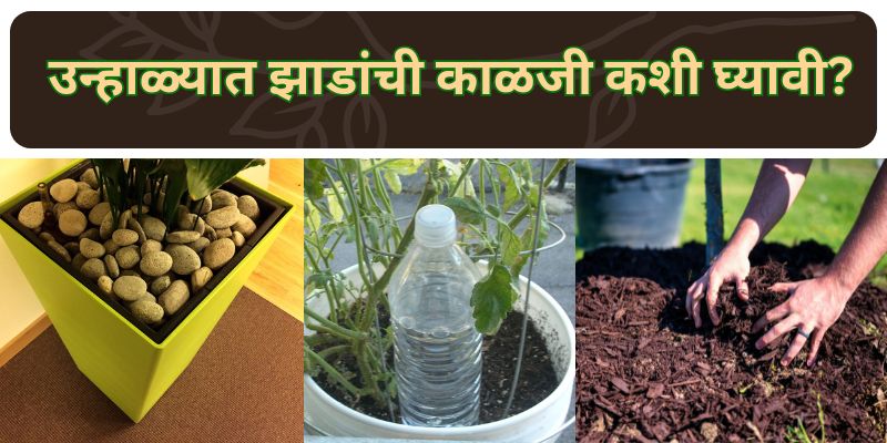 plant care in summer